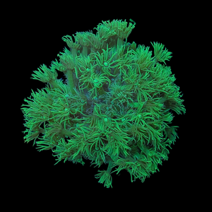 Green Goniopora 11cm (Colony) WYSIWYG