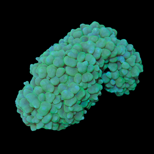 Bubble Coral WYSIWYG 12cm