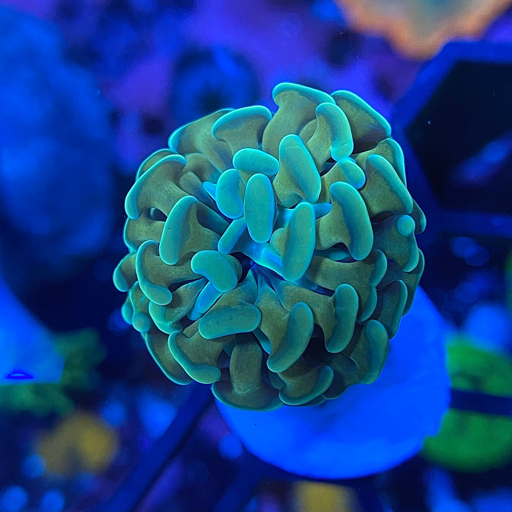 Gold Stem Hammer Coral (Branching)