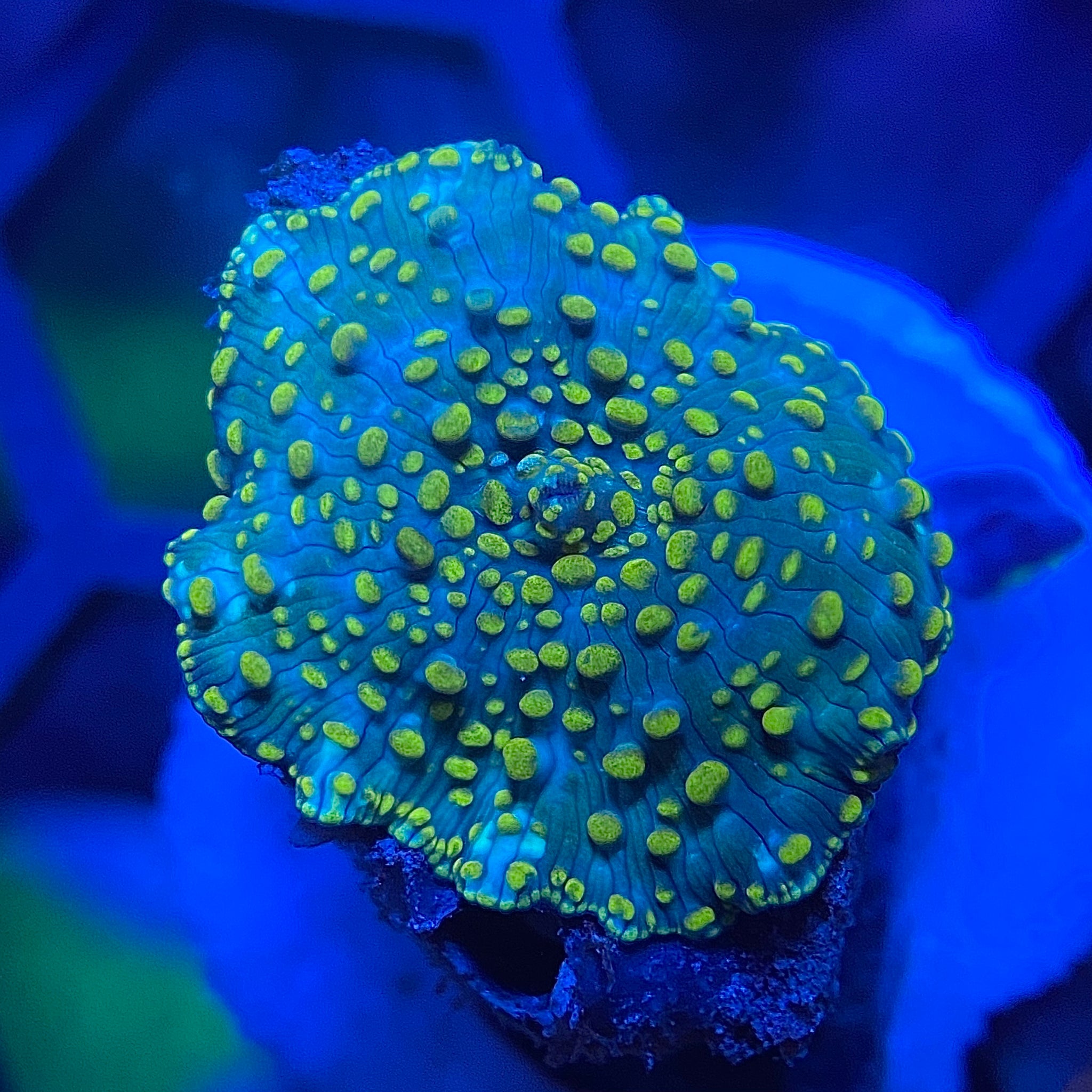 Green Dot Mushroom