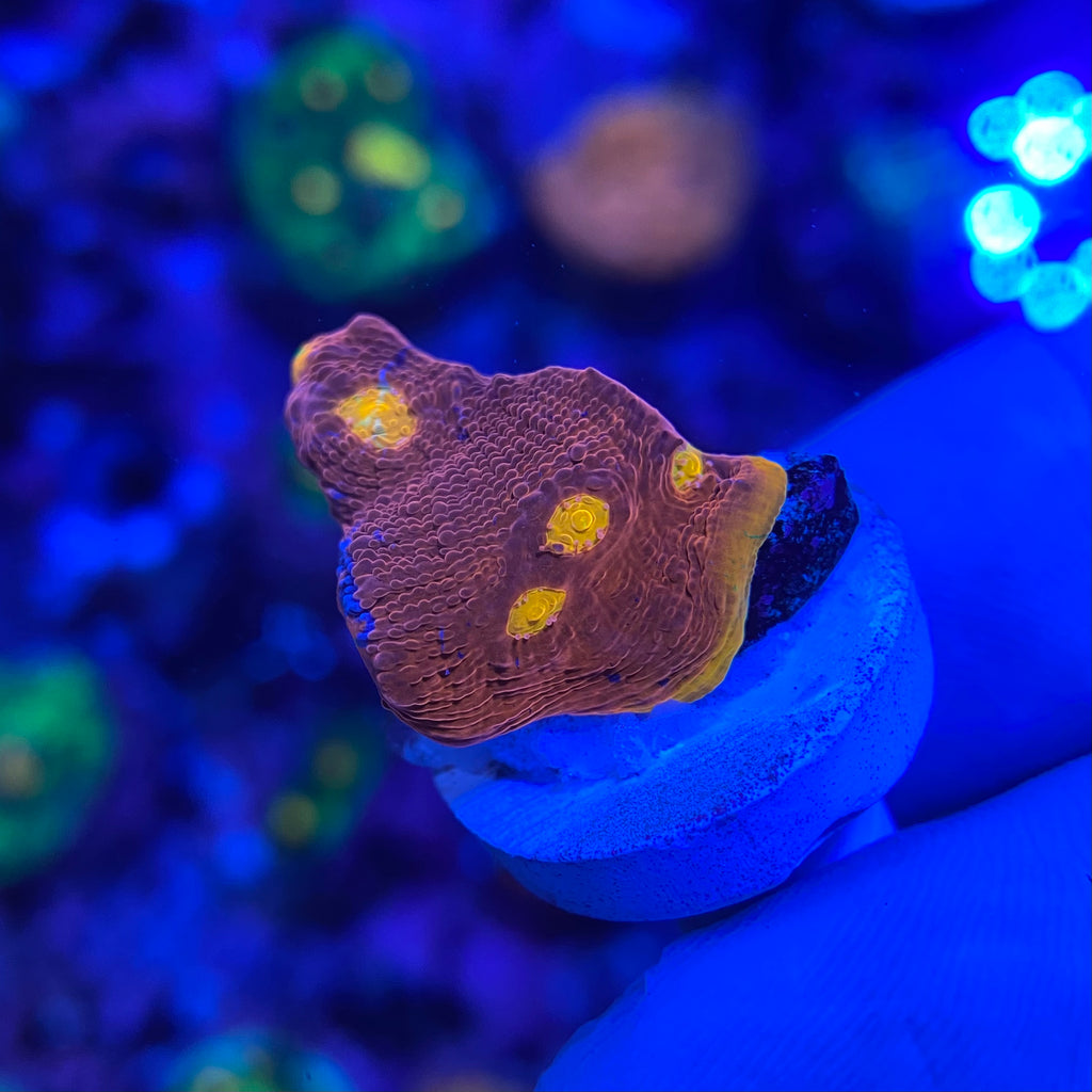 Jellybean Chalice