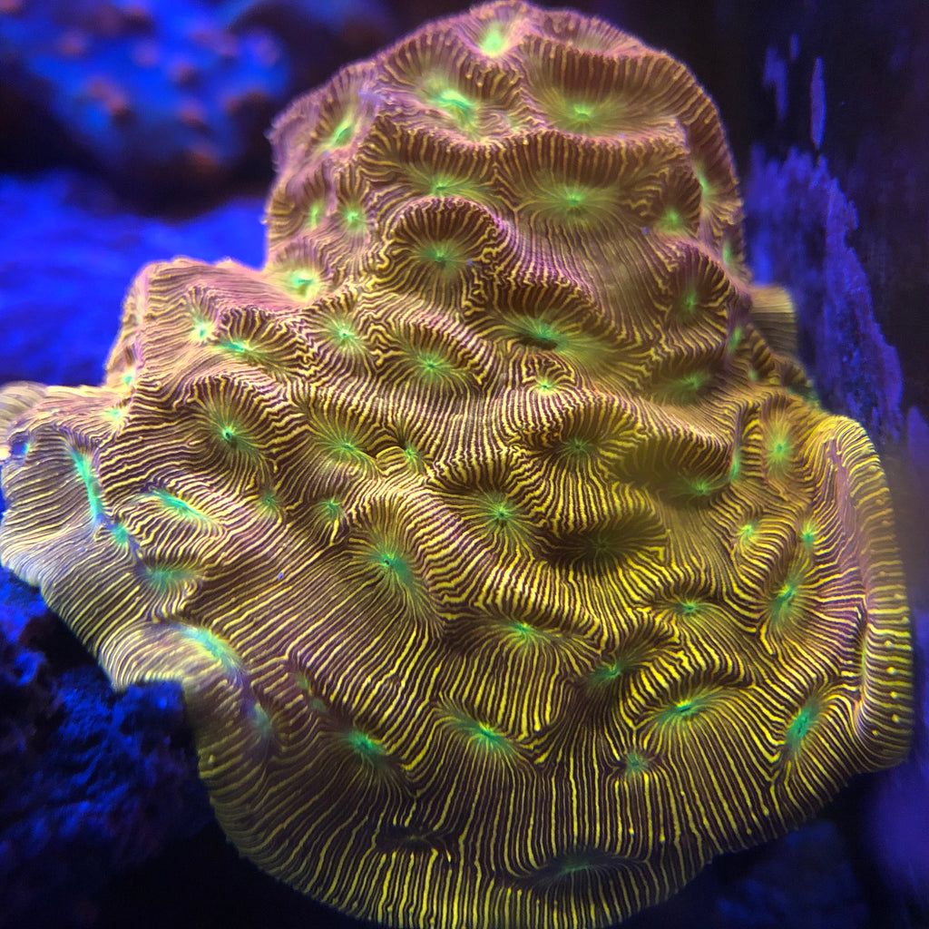 Jack-o-lantern Leptoseris