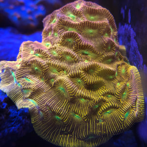 Jack-o-lantern Leptoseris