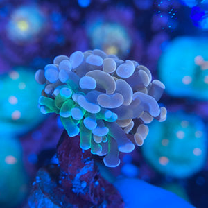 Pink and Green Hammer Coral (Branching)
