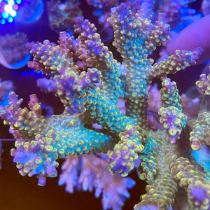 Purple Tipped Gold Acropora