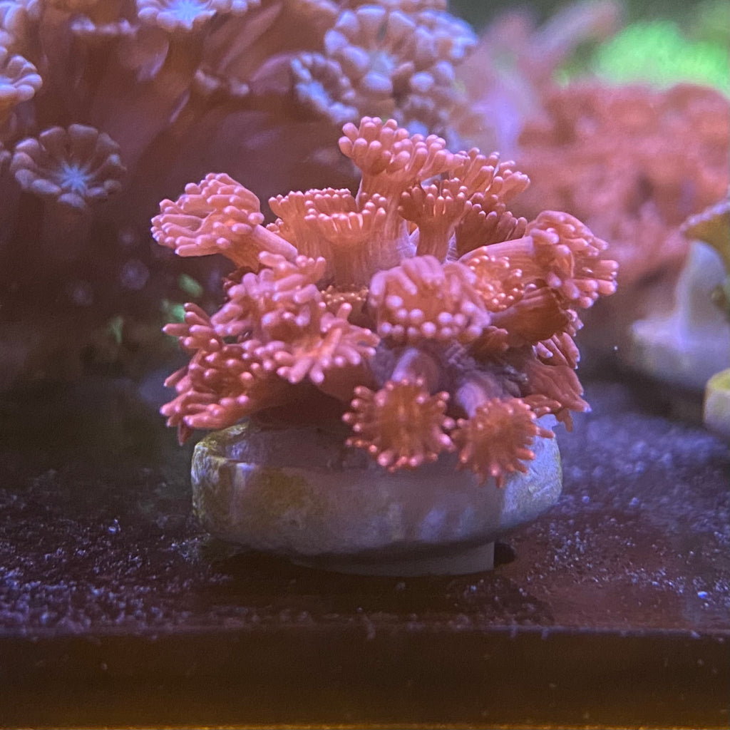 Dark Pink Goniopora