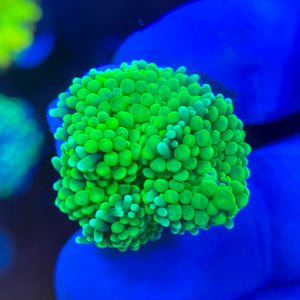 Green Ricordea