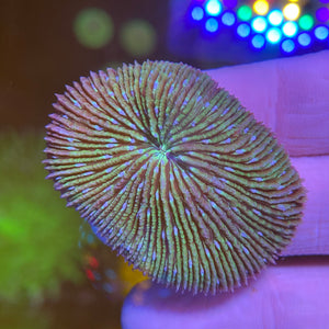 Green and Purple Fungia Coral WYSIWYG