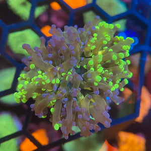 Bi Colour Frogspawn Coral