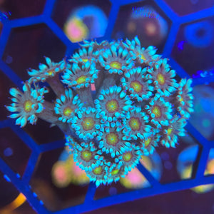 Burning Pandora Goniopora