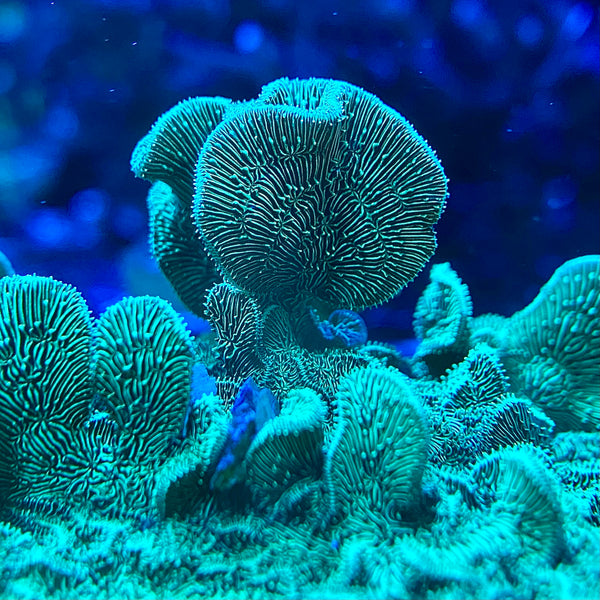 Green branching Pavona – PrestigeReef