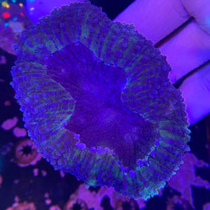 Indo Green Lobophyllia