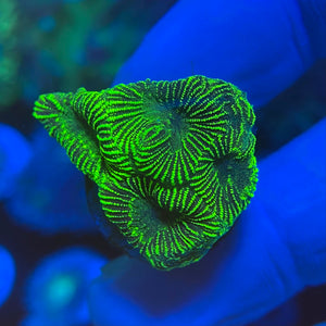 Pinstripe Favia