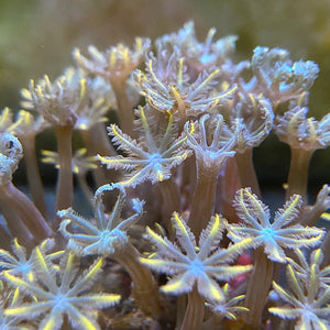 Orange Clove Polyps