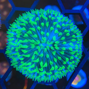 Green Lashed Fungia  WYSIWYG