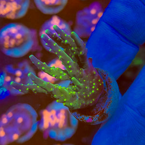 Tri Colour Acropora