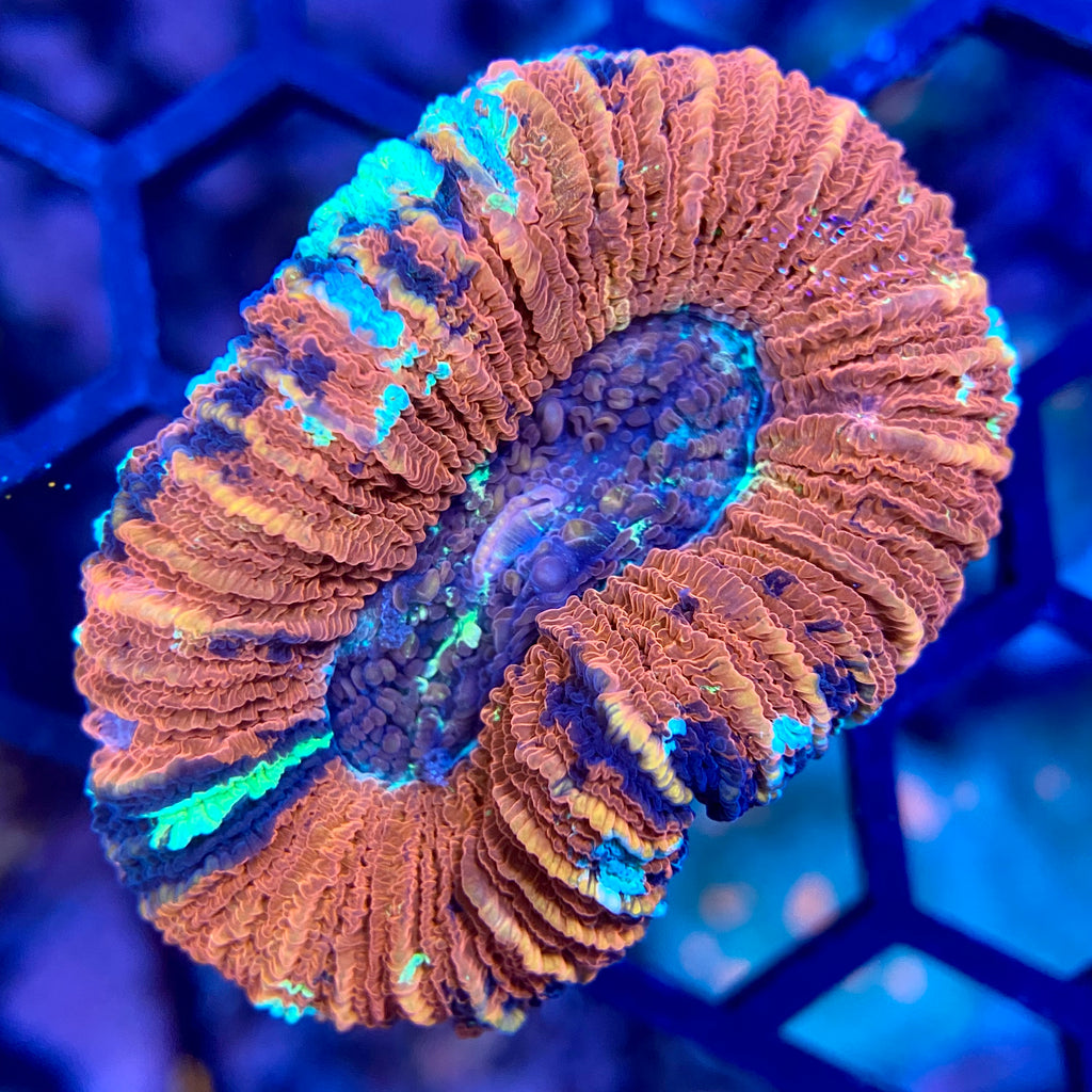 Ultra Trachyphyllia 9 WYSIWYG