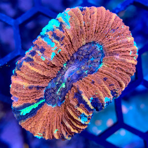 Ultra Trachyphyllia 9 WYSIWYG