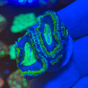 Green and Blue Acanthastrea Lordhowensis