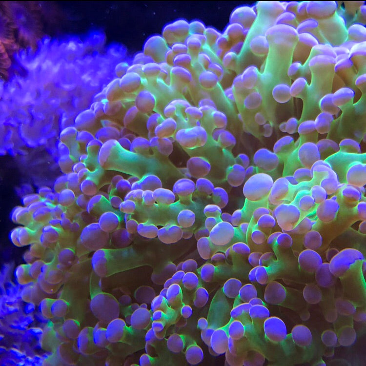 Purple Tipped Frogspawn Coral – PrestigeReef