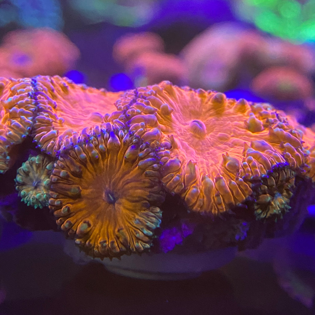 Ultra Red Blastomussa Wellsi
