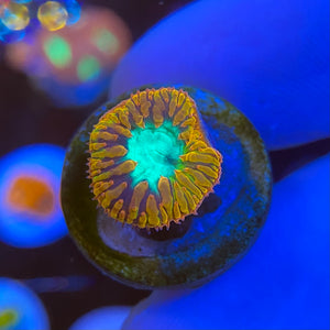 Midas Touch Blastomussa Wellsi