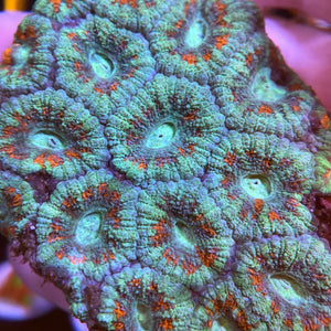 Blue and red Acanthastrea Lordhowensis