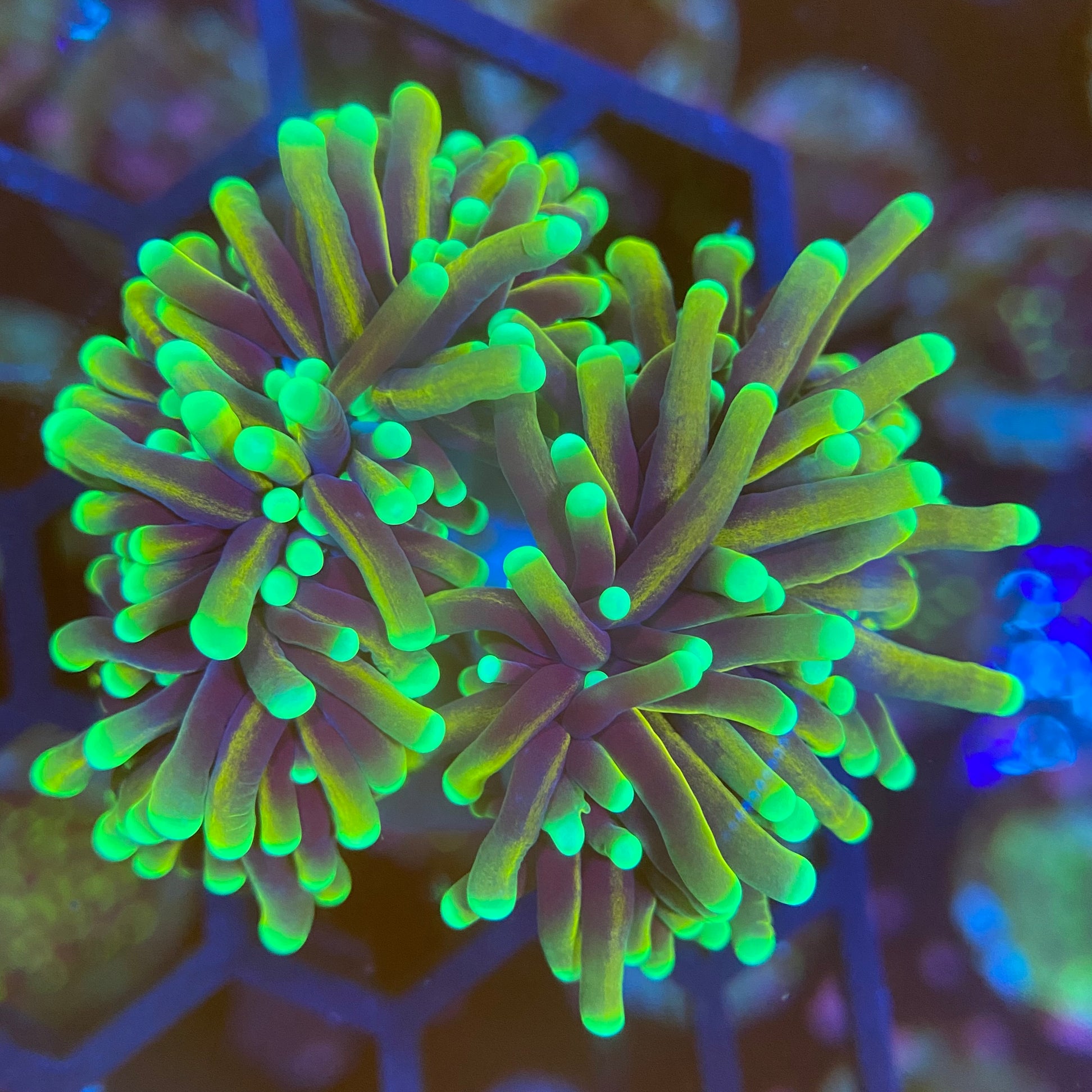 Dragon Soul Torch Coral (Branching) PrestigeReef