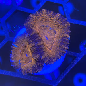 Dark Red Acanthastrea Lordhowensis