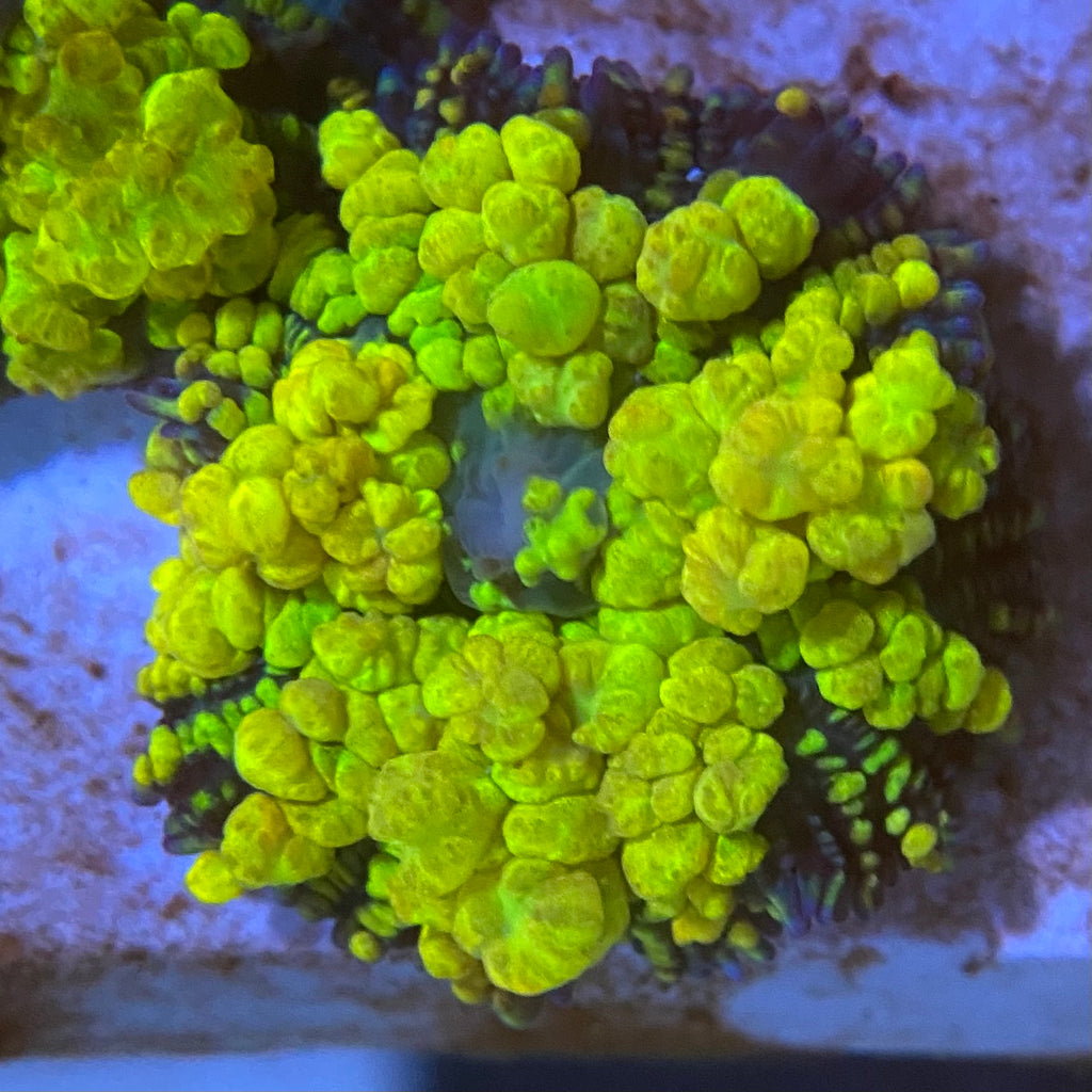 Uranium Bounce Mushroom