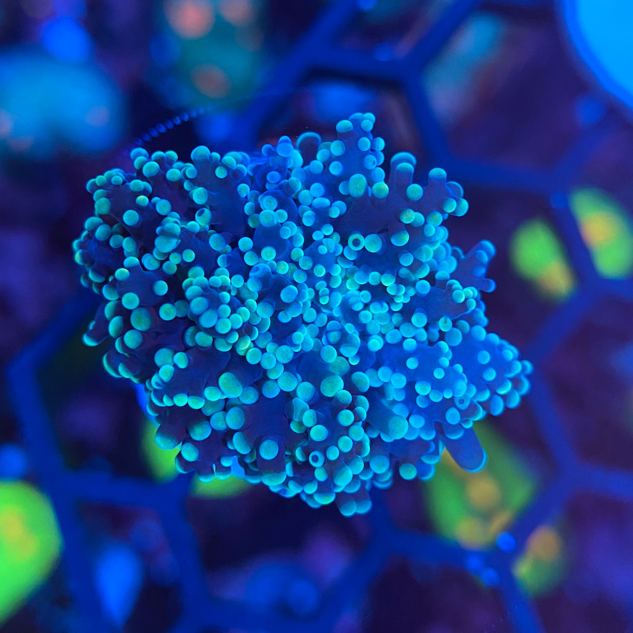 Frogspawn Shape Teal Frogspawn Coral (Branching) – PrestigeReef