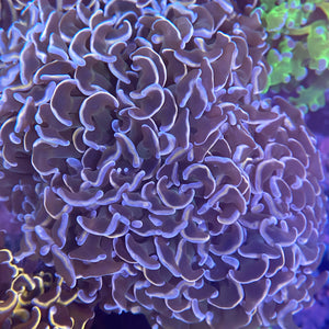 Lilac and Gold Hammer Coral Large (WYSIWYG)