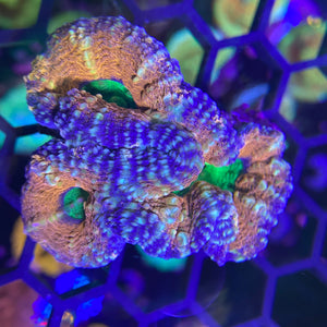 Orange and Green Double Lobophyllia WYSIWYG