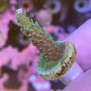 Dark Green Acropora