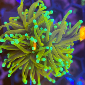 Hellfire Torch Coral (Branching)