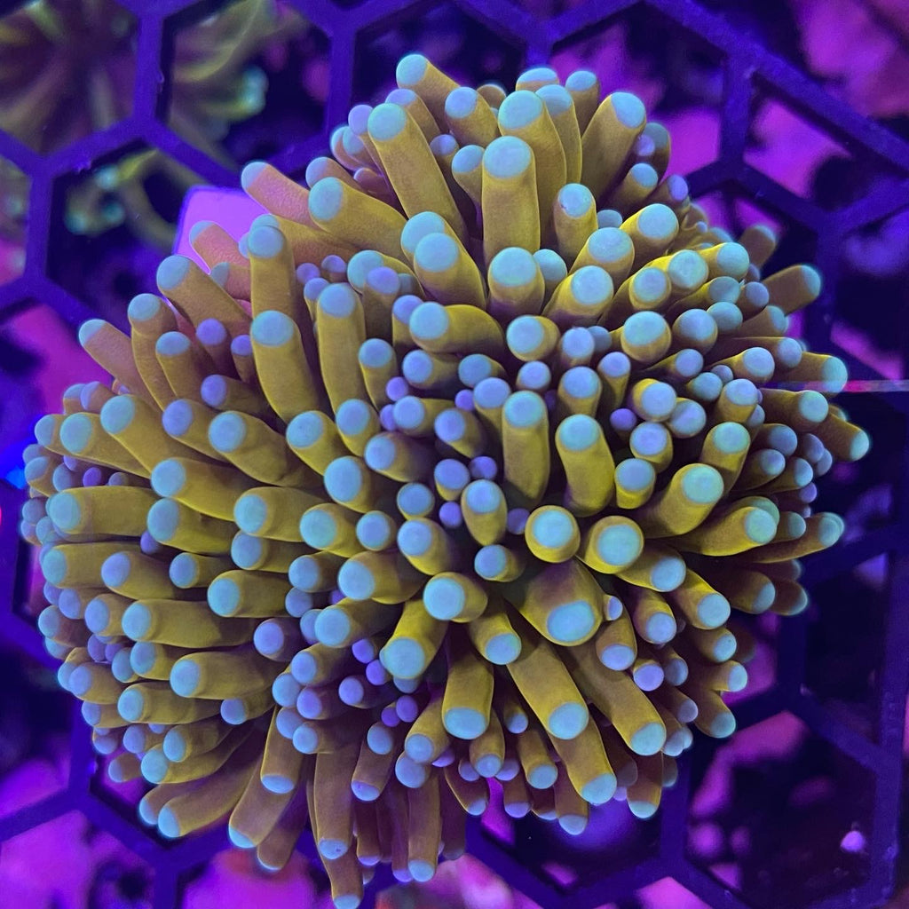 Ultra Gold Torch Coral (Branching)