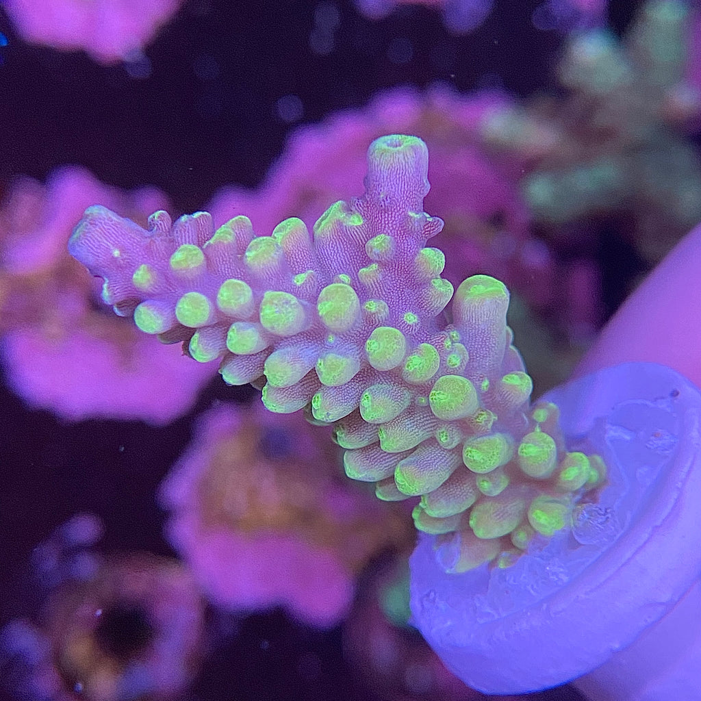 Secale Acropora