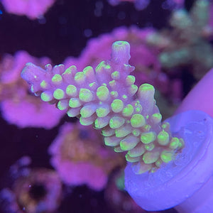 Secale Acropora