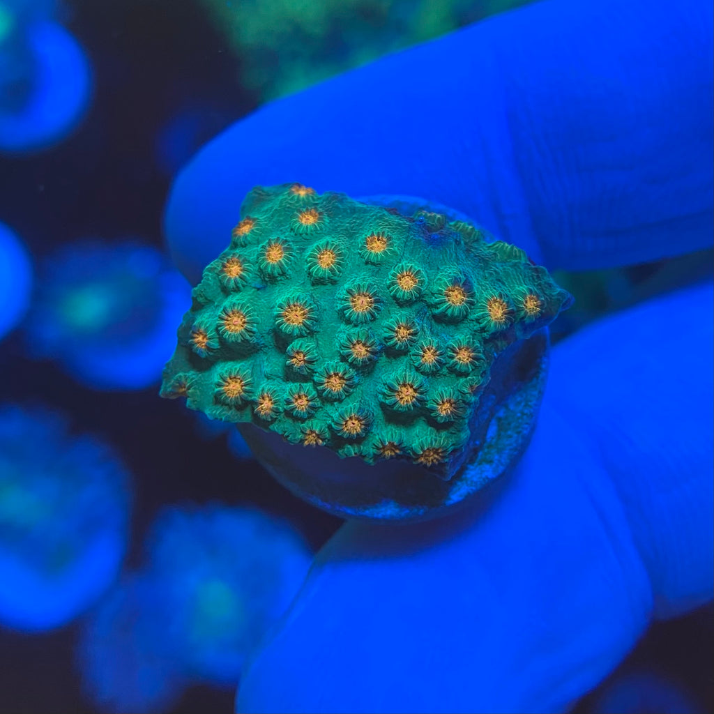 Raptor Cyphastrea