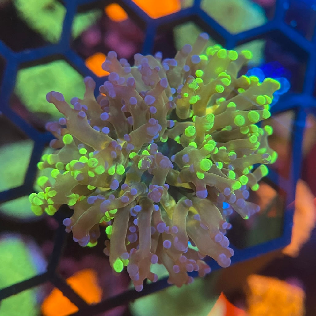 Bi Colour Frogspawn Coral – PrestigeReef