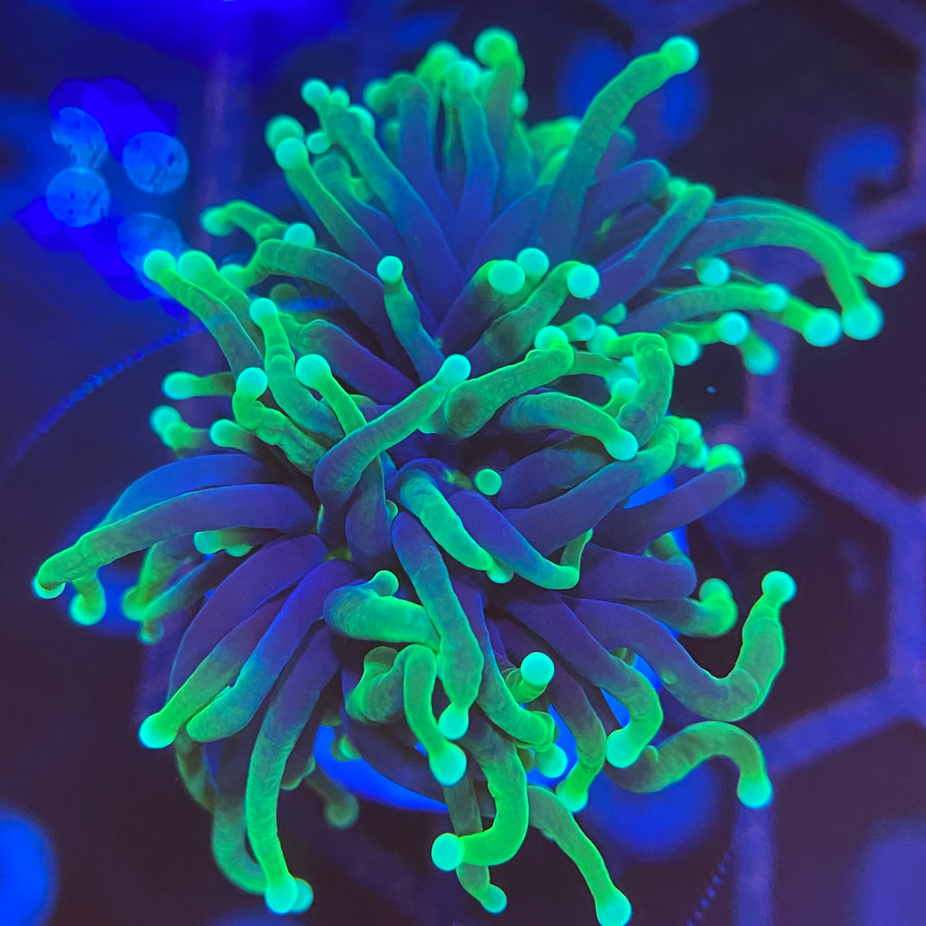 Hulk Torch Coral (Branching)