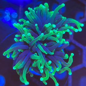 Hulk Torch Coral (Branching)