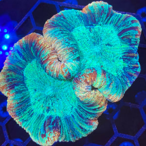 Ultra Rainbow Trachyphyllia WYSIWYG