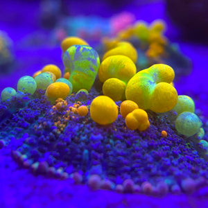 OG Bounce Mushroom