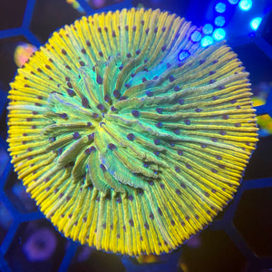 Ultra Gold Fungia WYSIWYG