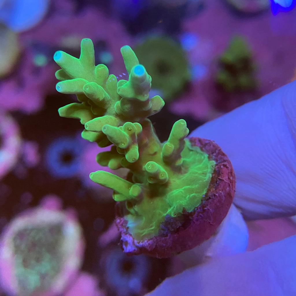 Green Deepwater Acropora