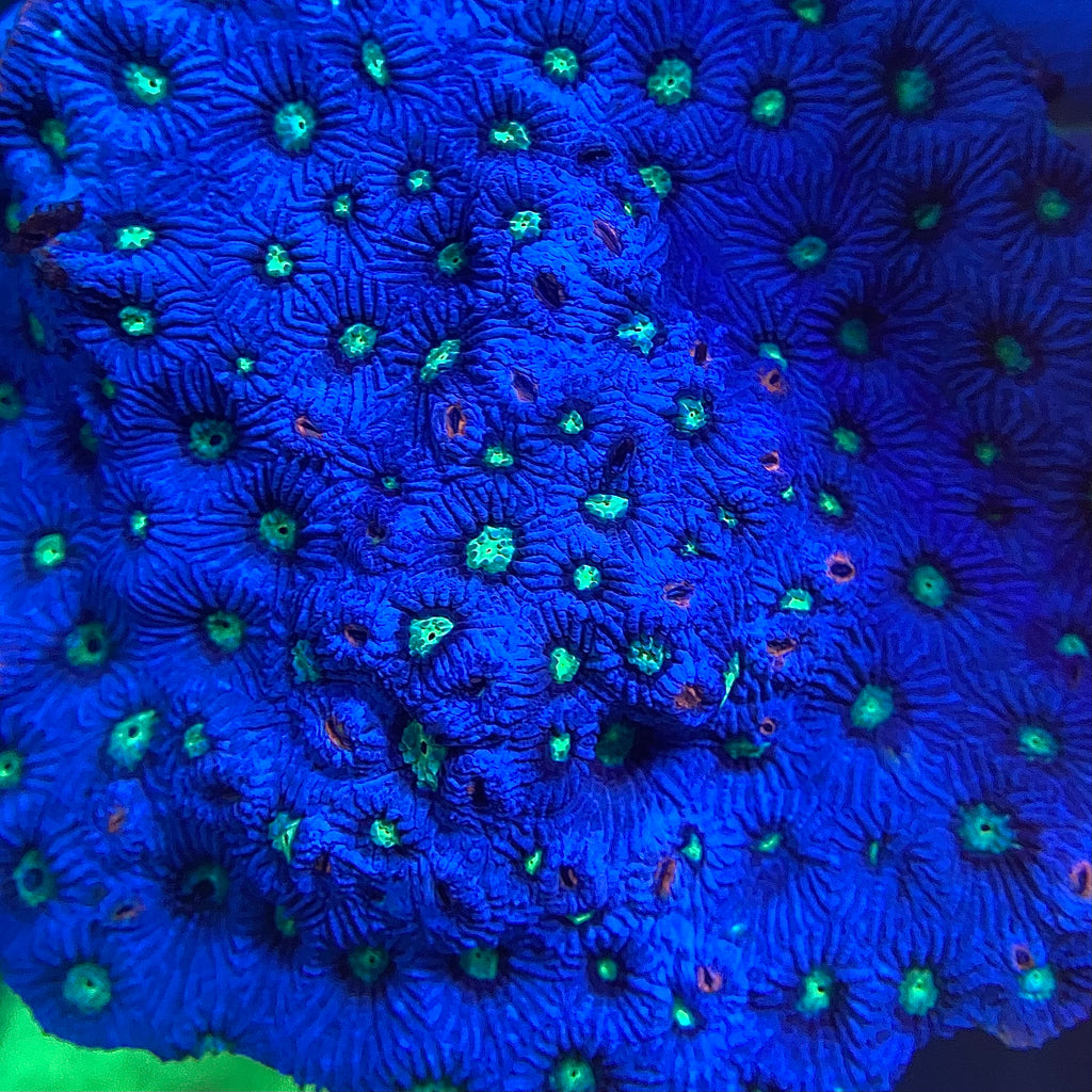 Neptune War Coral (Favites pentagona)
