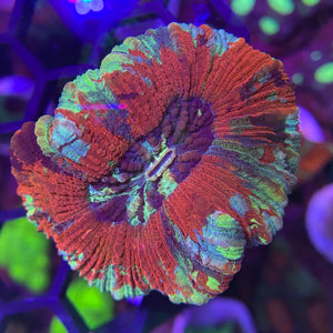 Ultra Trachyphyllia 19 WYSIWYG