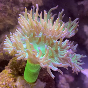 Ultra Green Duncan Coral