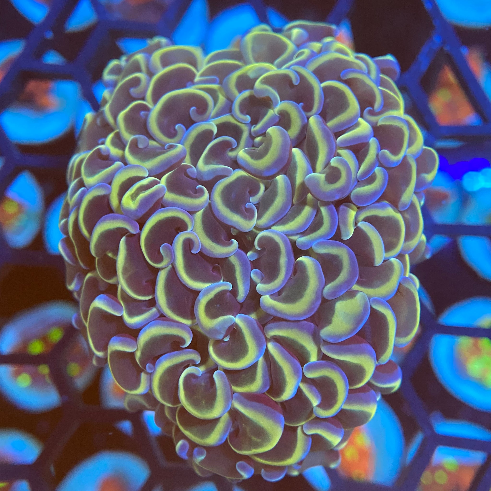 Pearlscale Hammer Coral (Branching) WYSIWYG